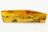 Fossil Ant-Like Stone Beetle (Scydmaeninae) in Baltic Amber #310850-1